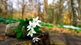 14. Только Аллах обладает самыми прекрасными именами